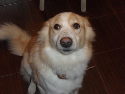 чакки.jpg (127.14 КБ) Просмотров: 1163 чакки.jpg