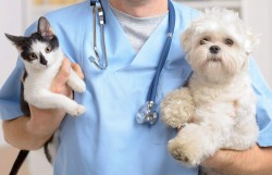 doctordog.jpg