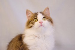 10.jpg (1.84 МБ) Просмотров: 1096 10.jpg