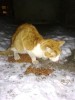 Желточек - истощенный котик с Байкальской
