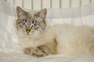 Саймон Круглощекий - котенок с пулей в позвоночнике