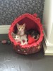 Веселые разноцветные малышки-котишки