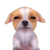 yes! :dog_yes: