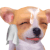 :dog_hot: