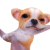 :dog_angry: