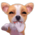 laught :dog_kaught: