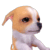 :dog: :dog: