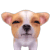 Чмок!! :dog_lips: