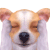 i think.. :dog_think: